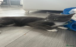 Russian Blue cats for sale: Female cat  - Image 7