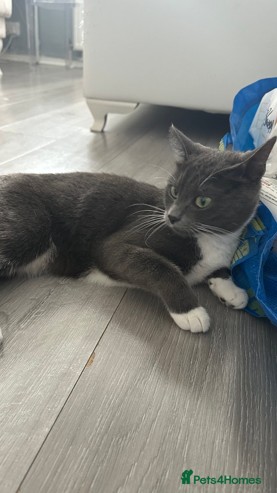Russian Blue cats for sale: Female cat  - Image 7