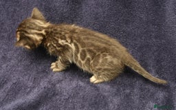 Bengal cats for sale: TICA Registered Bengal Kittens–Ready Nov 2025 🐾 - Image 26