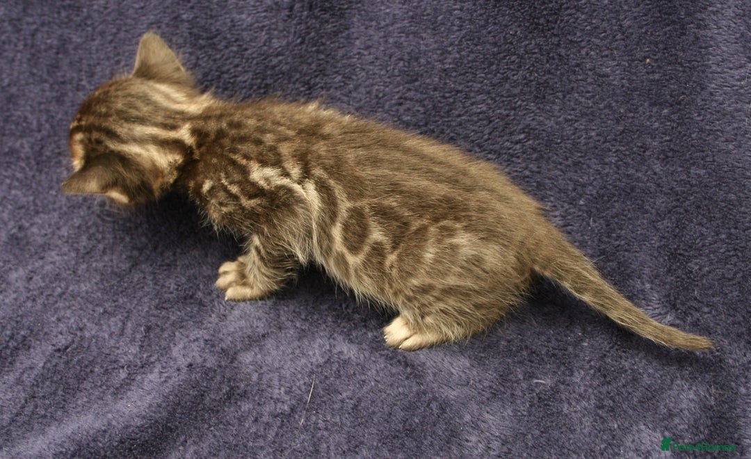 Bengal cats for sale: TICA Registered Bengal Kittens–Ready Nov 2025 🐾 - Image 26