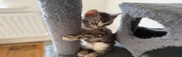 Bengal cats for sale: Rare Silver Grey Bengal TICA Kittens  - Advert 19