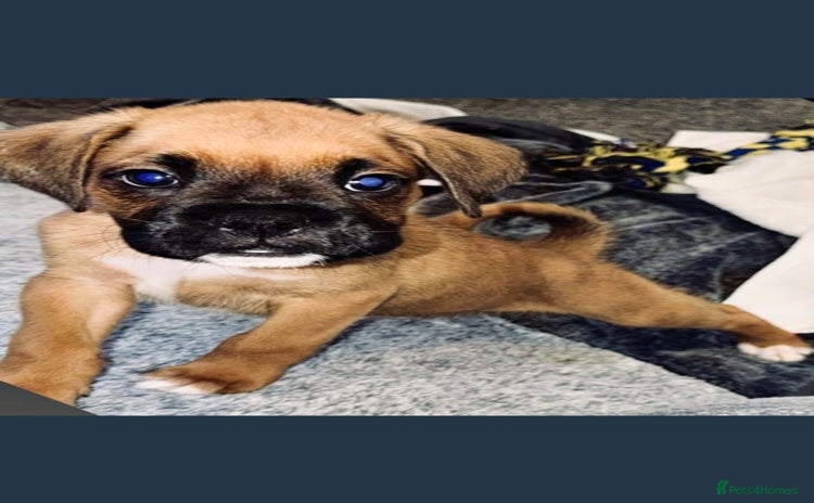 Boxer dogs - Advert 1