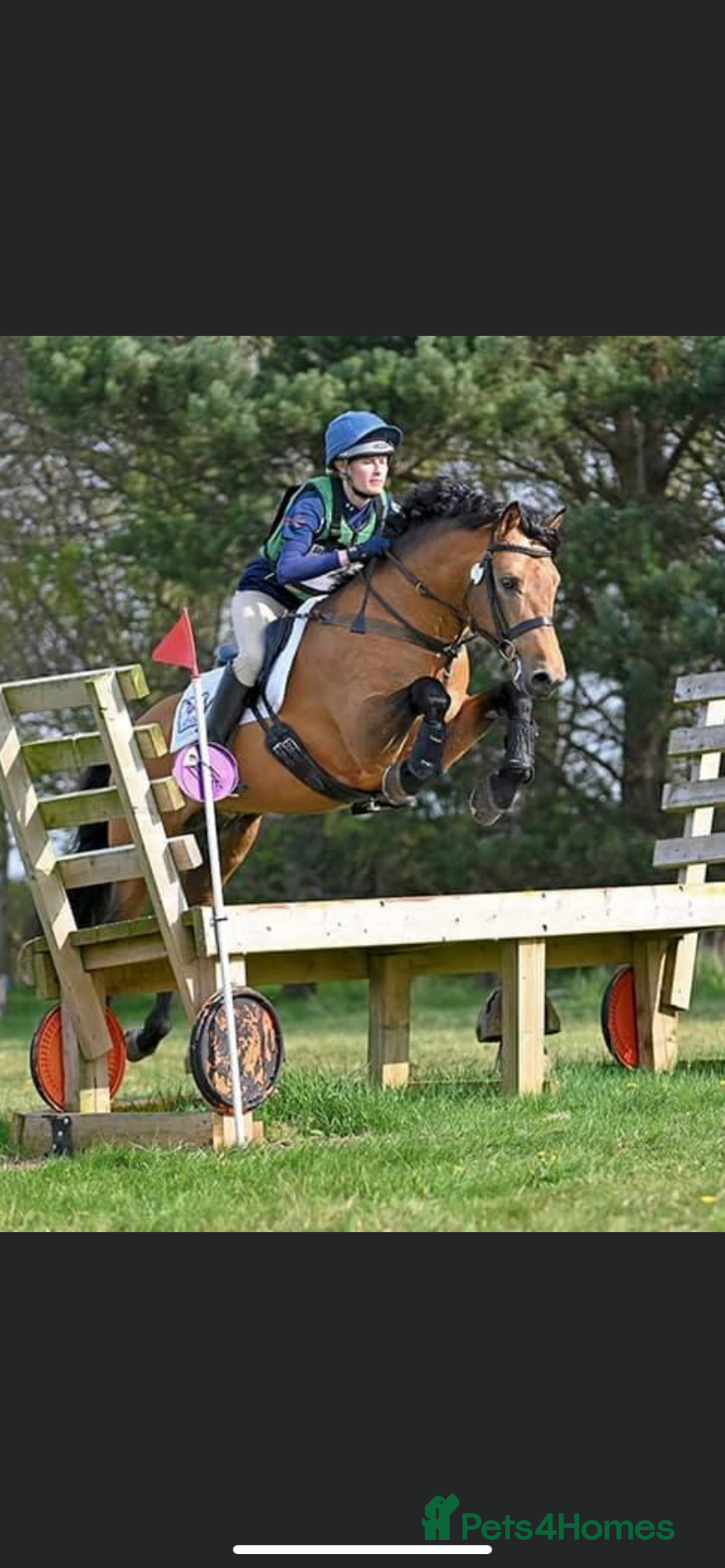 Connemara horses for sale: Beautiful Connemara x filly  - Advert 4