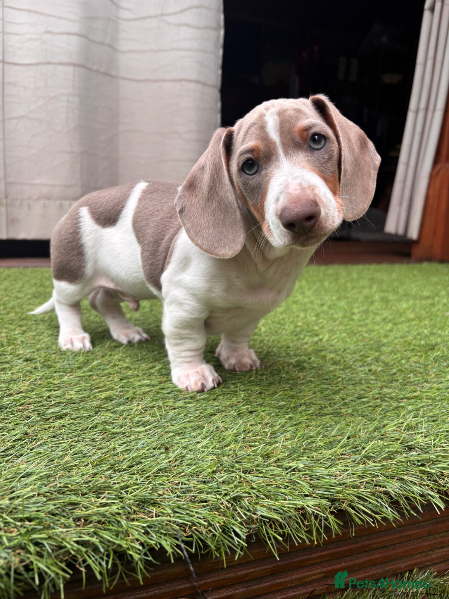 Dachshund dogs Miniature Dachshund puppies  - Advert 4