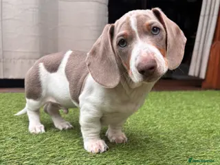 Dachshund dogs Miniature Dachshund puppies - Advert 4