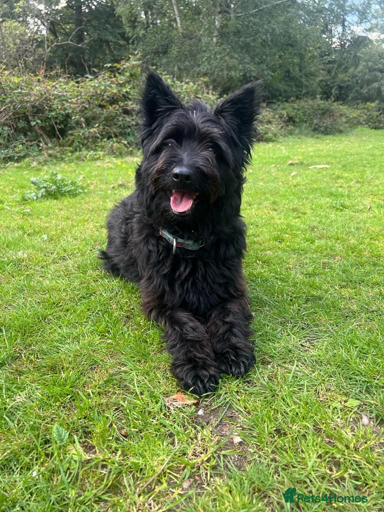 Mixed Breed dogs Lovely Snaci looking for his home in Salisbury - Advert 17