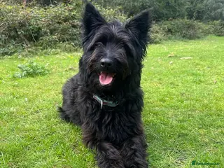 Mixed Breed dogs Lovely Snaci looking for his home in Salisbury - Advert 18