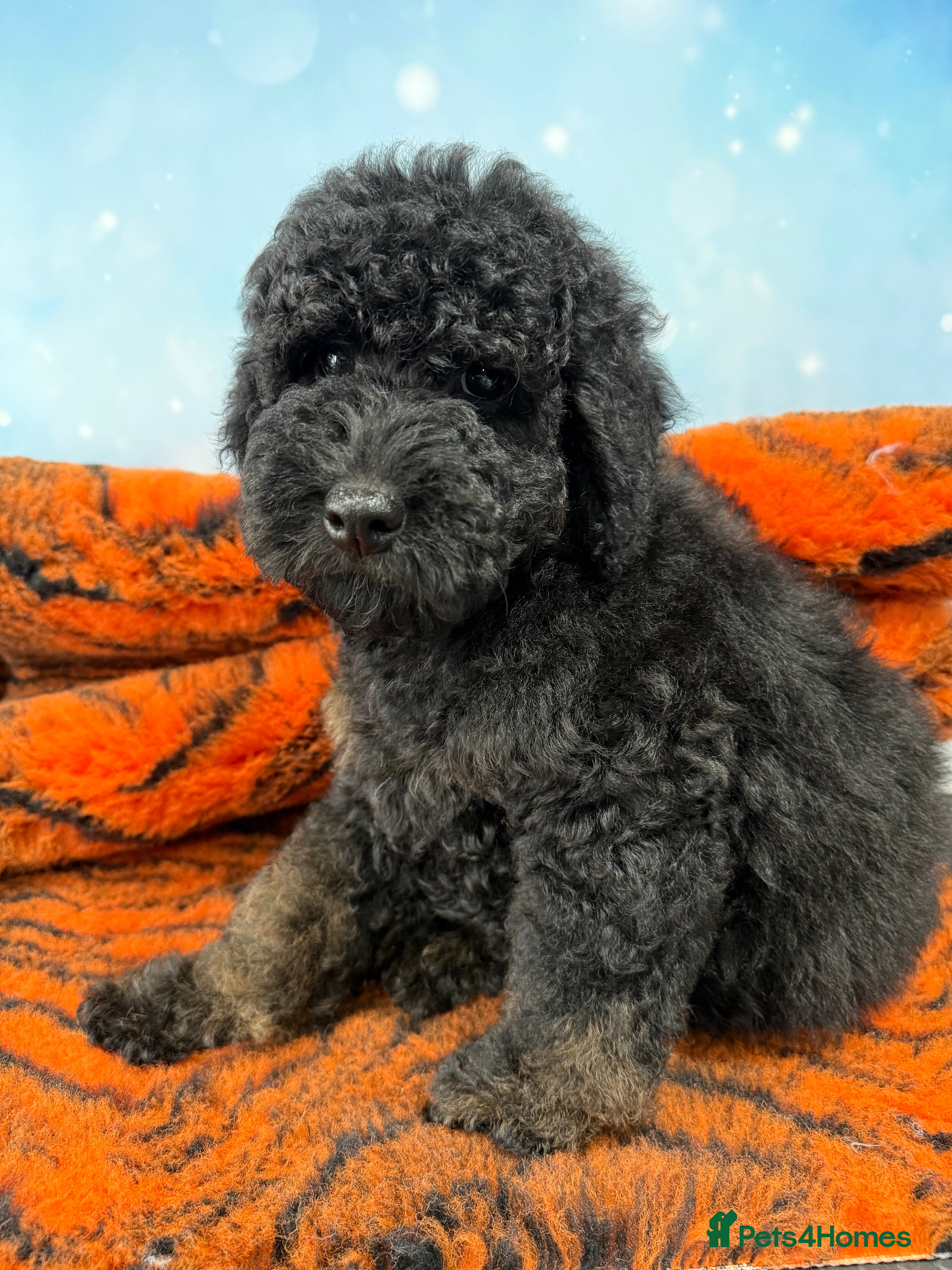 Bernedoodle dogs Fully vaccinated Miniature Bernedoodles  - Advert 3