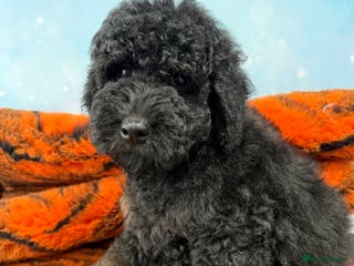 Bernedoodle dogs Fully vaccinated Miniature Bernedoodles - Advert 3