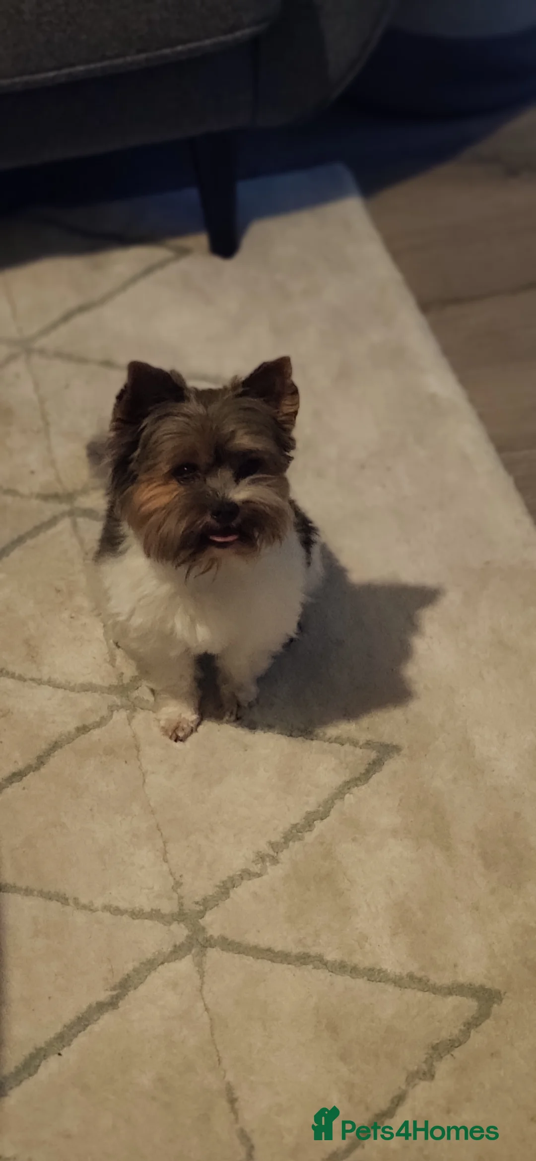 Yorkshire Terrier dogs for stud: Yorkshire terrier for stud in Weston-super-Mare - Advert 11