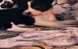 Border Collie dogs for sale: Unique blue eyed blue merle border collie puppies - Image 13
