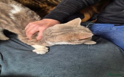 Selkirk Rex cats for sale: Tica reg  pedigree selkirk rex kittens ready now  - Advert 15