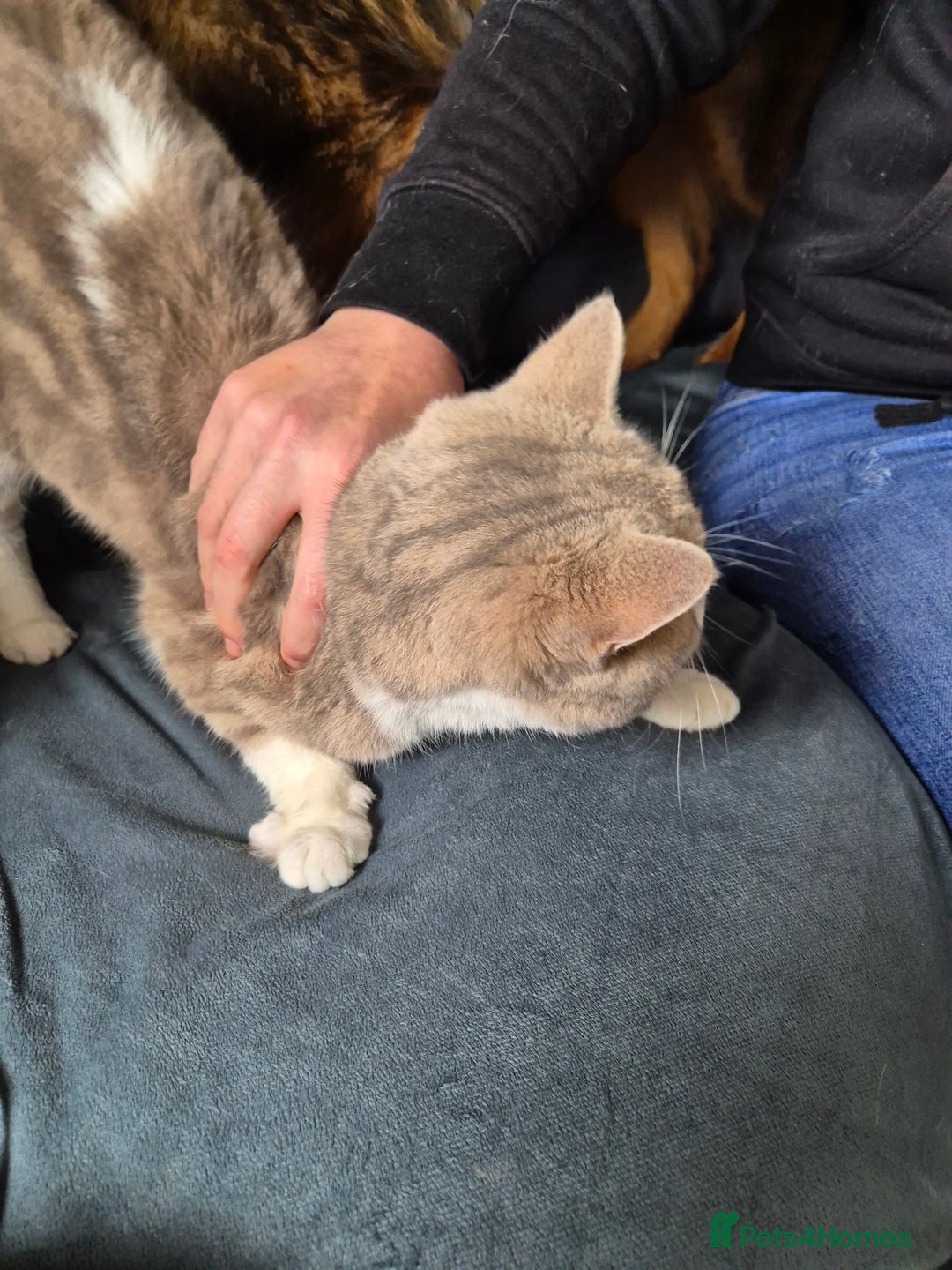 Selkirk Rex cats for sale: Tica reg  pedigree selkirk rex kittens ready now  - Advert 15