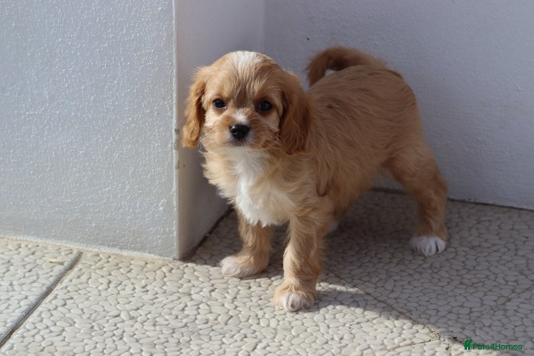 Cavapoo dogs for sale: F1 Cavapoo puppies for sale - Image 13
