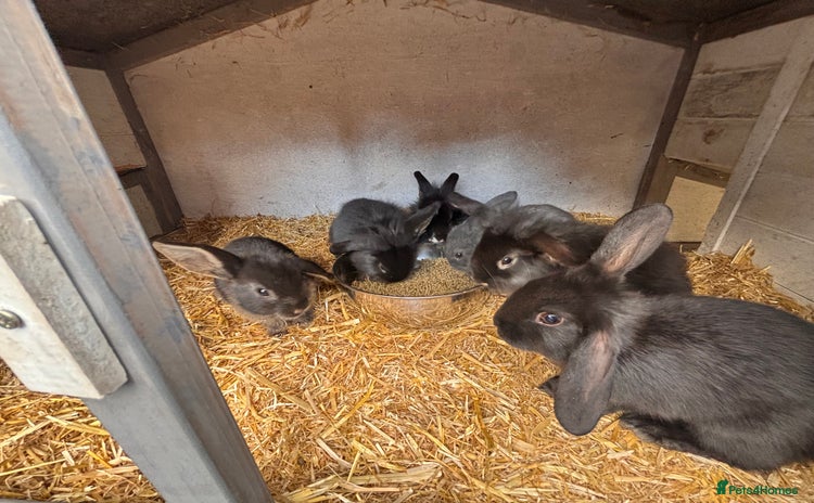 Mini Lion Lop rabbits - Advert 2