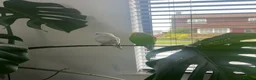 Budgerigars birds for sale: Budgies in Peacehaven - Advert 7