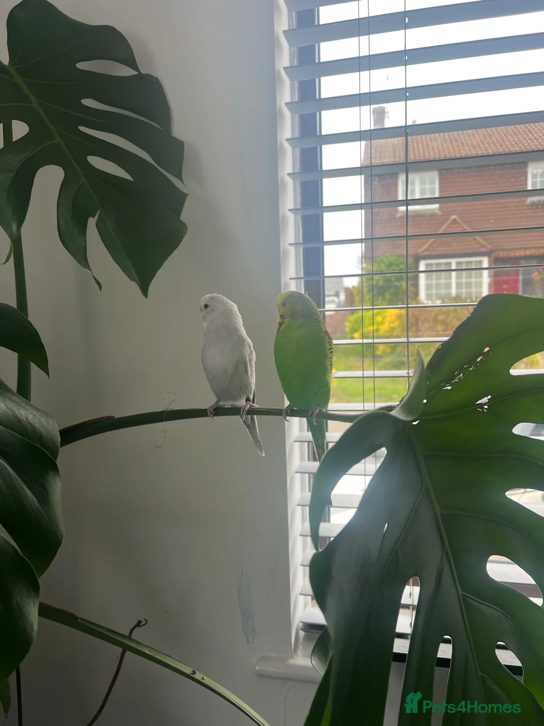 Budgerigars birds for sale: Budgies in Peacehaven - Advert 7