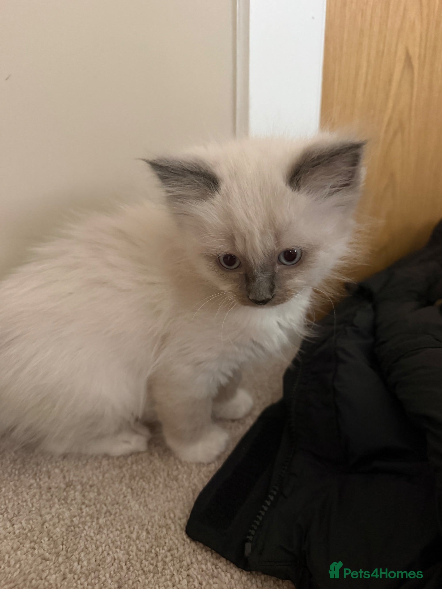 Ragdoll cats Male ragdoll kitten  - Advert 3