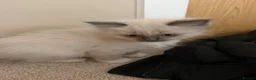 Ragdoll cats for sale: Male ragdoll kitten  - Advert 1