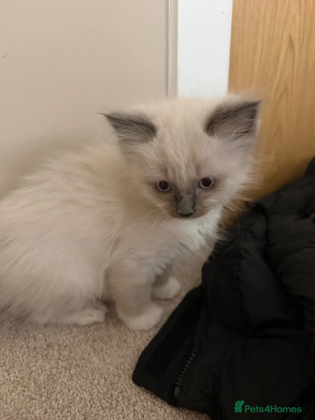 Ragdoll cats for sale: Male ragdoll kitten  - Advert 1