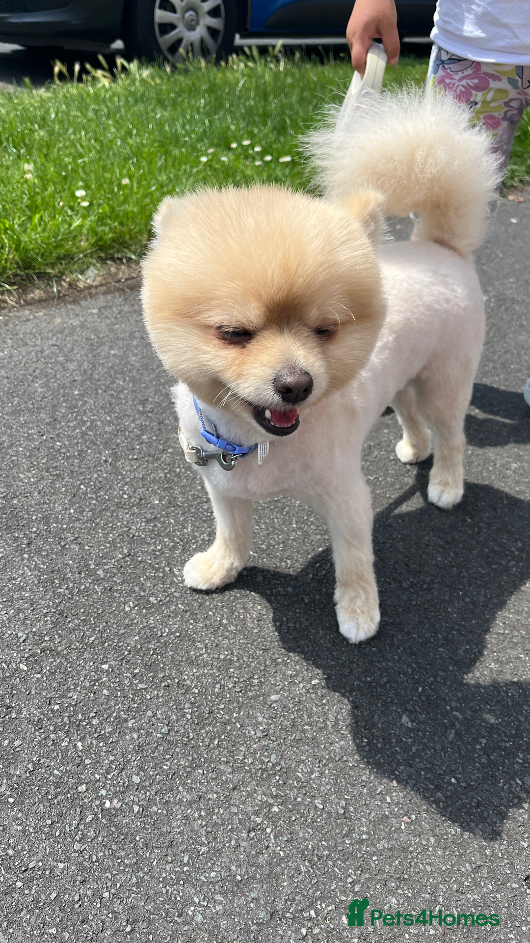 Pomeranian dogs for stud: Pomeranian for stud - Advert 2