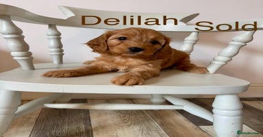Cockapoo dogs - Advert 4