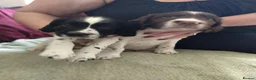 Sprocker dogs for sale: Gorgeous Sprocker Spaniel Puppies! - Advert 1