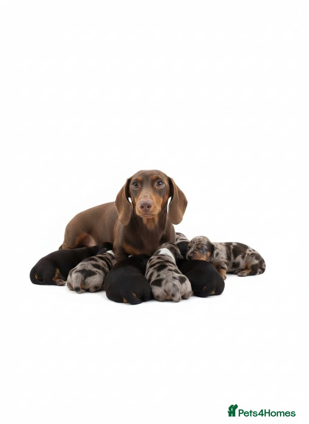 Miniature Dachshund dogs for sale: Miniature dachshund KC - Advert 4