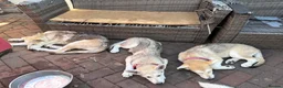 Mixed Breed dogs for sale: Low Content Wolfdog puppies  - Advert 3
