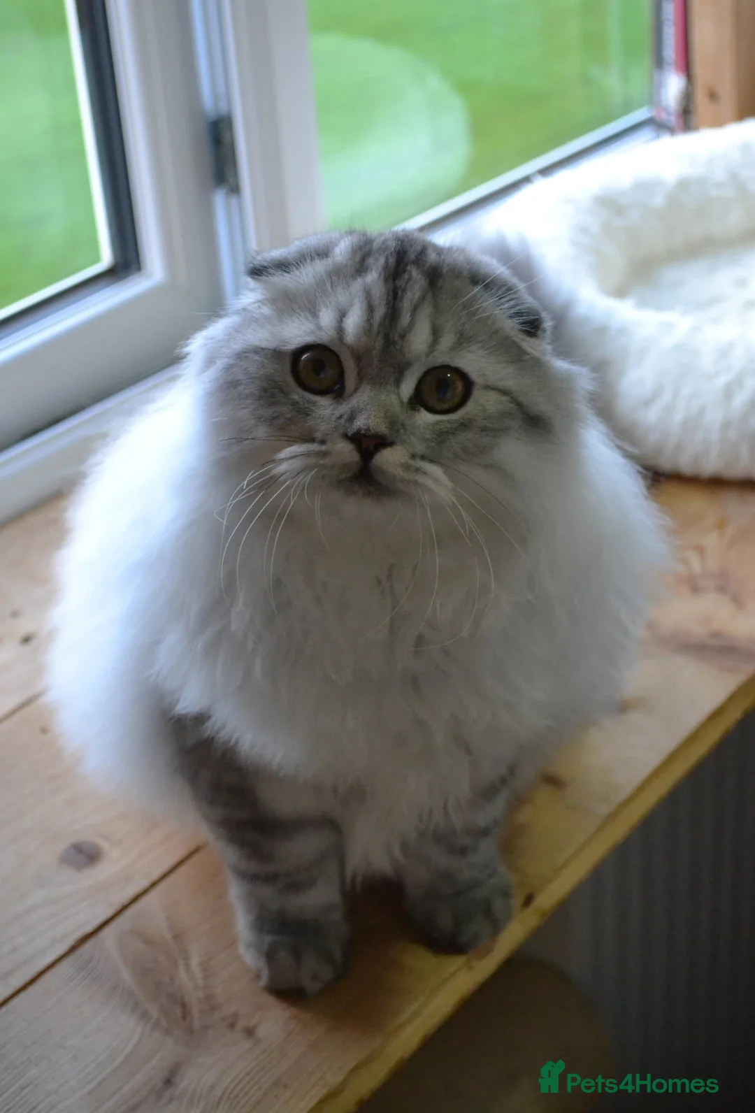 Scottish Fold cats for sale: Scottish fold kittens ❤️ - Advert 7