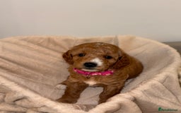 Cavapoochon dogs for sale: Cavapoochon Puppies - Ready 16 October - Image 6