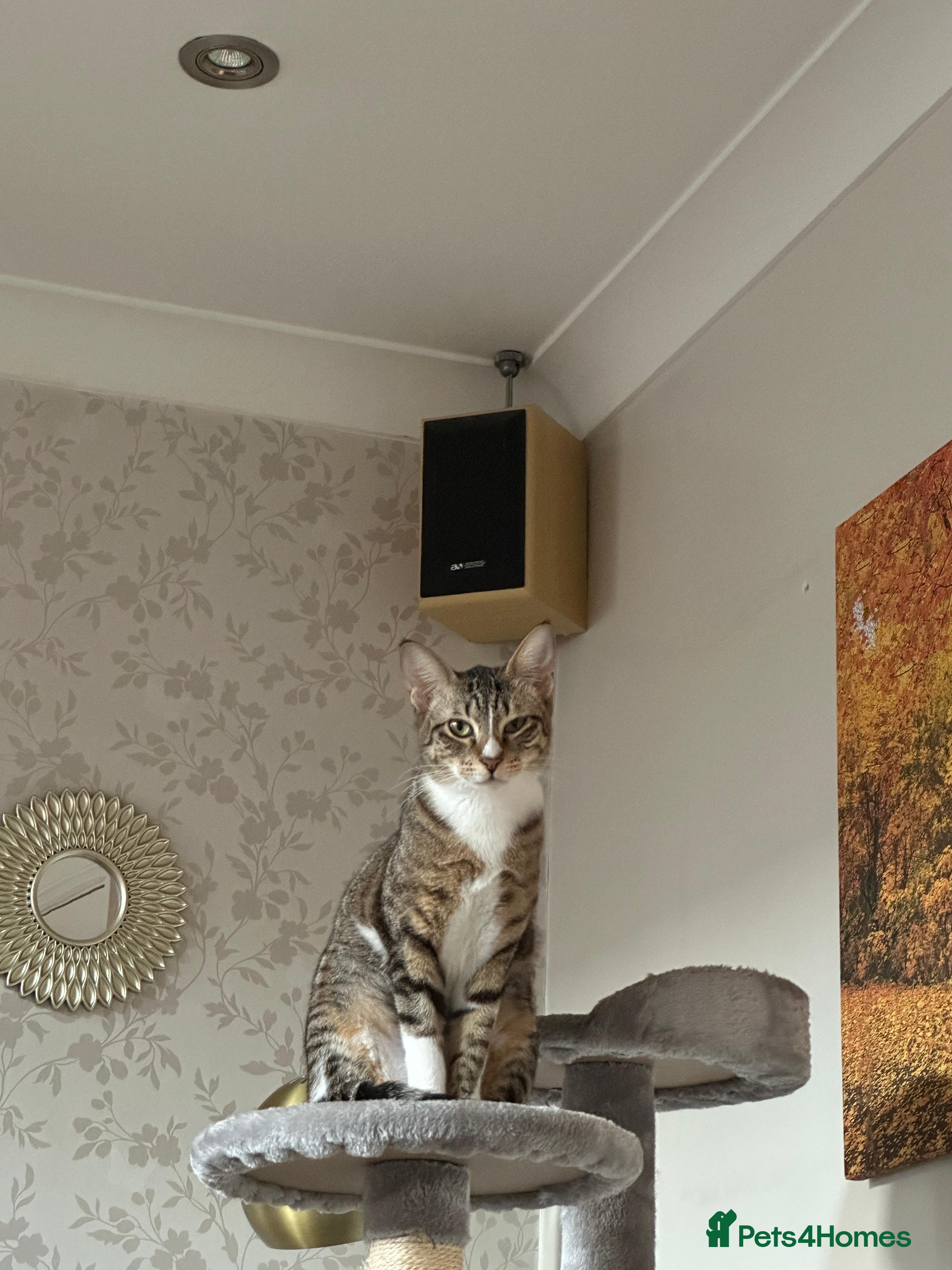 Mixed Breed cats NOODLE-AMAZINGLY UNUSUAL FUR PATTERN -CONFIDENT! - Advert 4