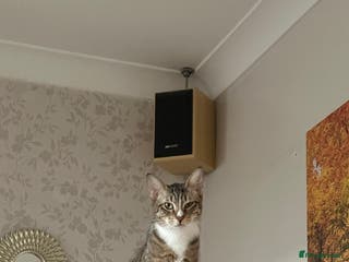 Mixed Breed cats NOODLE-AMAZINGLY UNUSUAL FUR PATTERN -CONFIDENT! - Advert 4