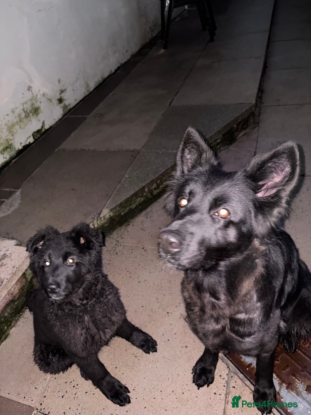 German Shepherd dogs for sale: 1 Purebred black GSD puppy - Advert 8