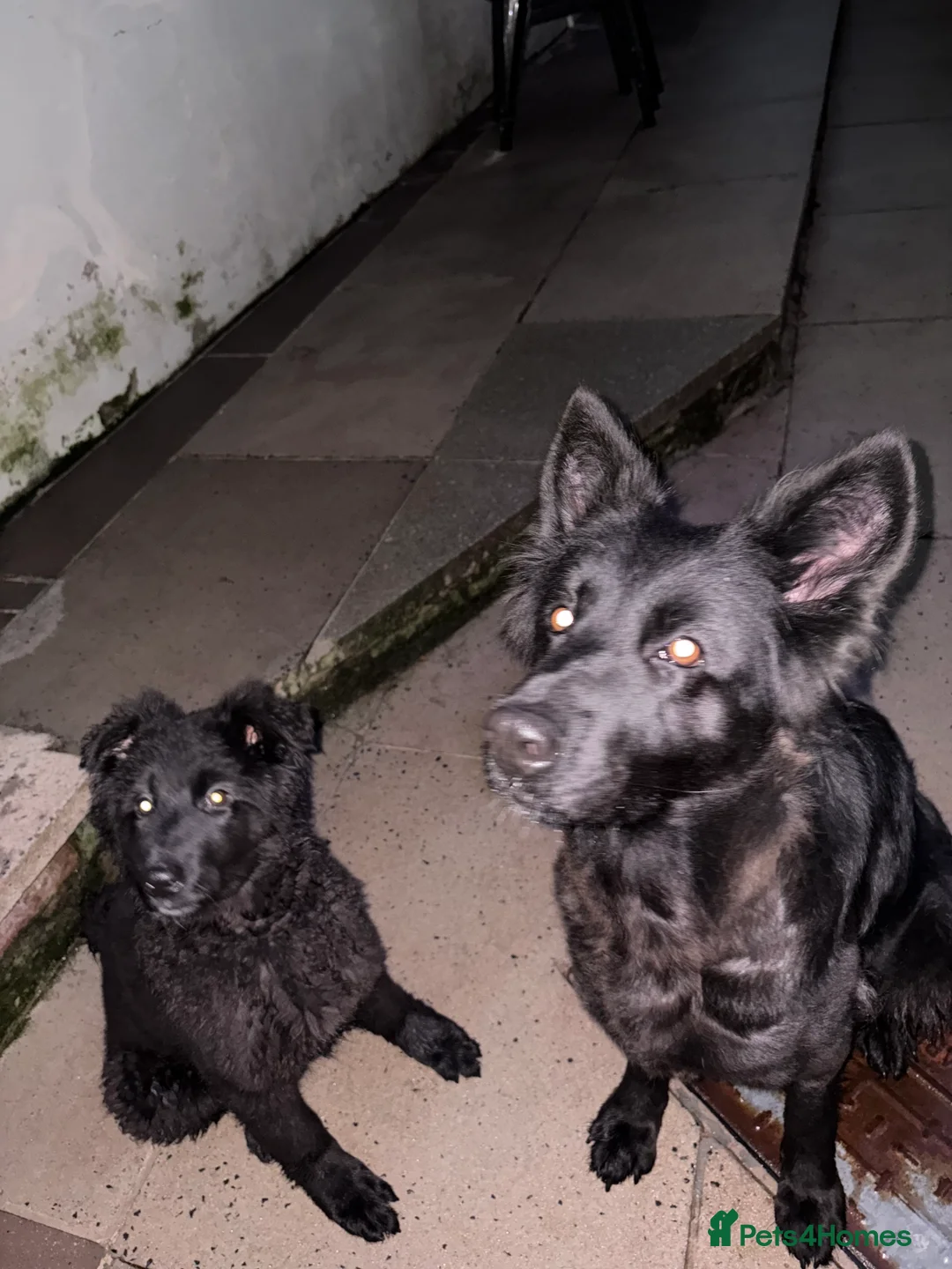 German Shepherd dogs for sale: 1 Purebred black GSD puppy - Advert 8