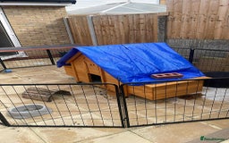 French Lop rabbits for sale: Bonded French Lops  - Image 4