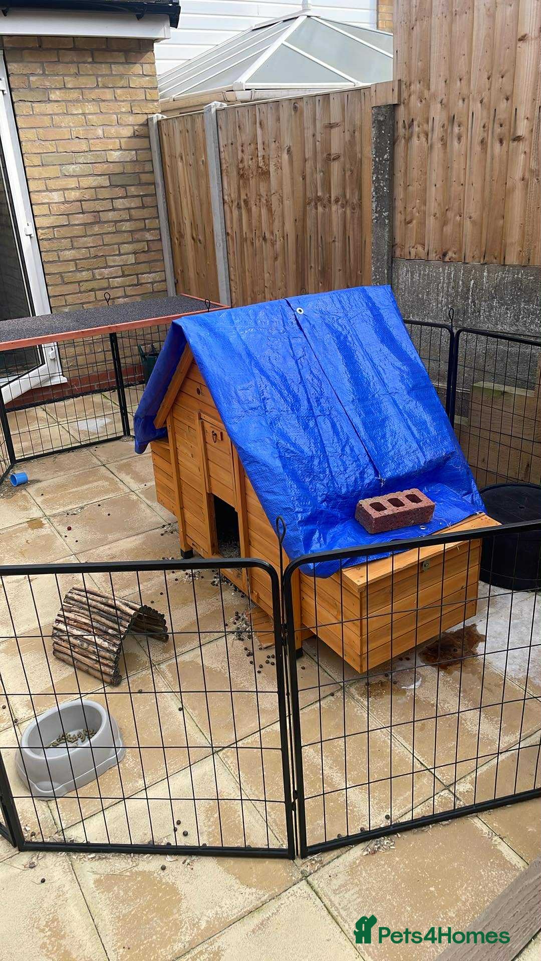 French Lop rabbits for sale: Bonded French Lops  - Image 4