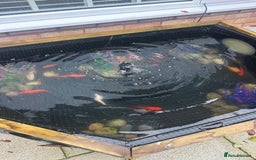 Goldfish fish for sale: Large pond and fish  - Image 2
