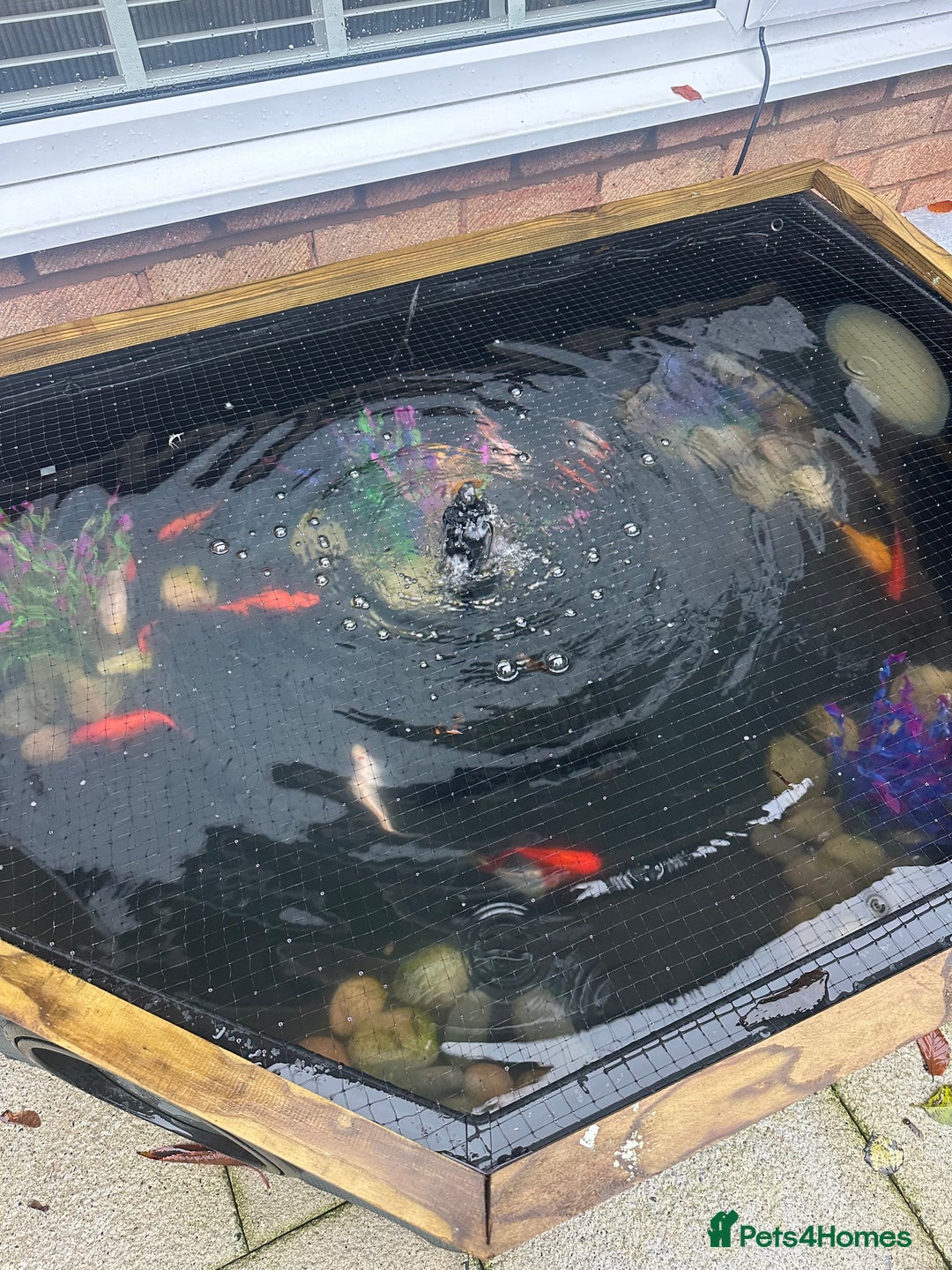 Goldfish fish for sale: Large pond and fish  - Image 2