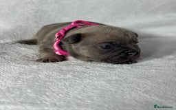 French Bulldog dogs for sale: Four beautiful healthy female French Bulldogs - Image 11