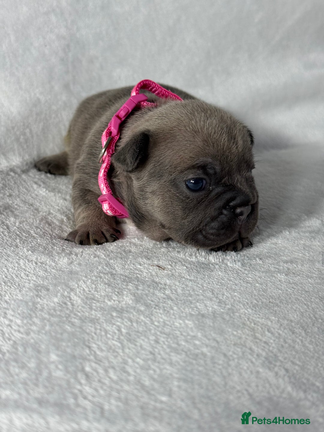 French Bulldog dogs for sale: Four beautiful healthy female French Bulldogs - Image 11