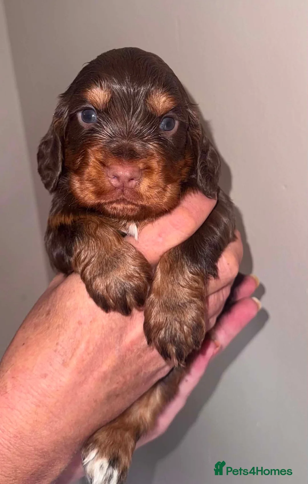 Cocker Spaniel dogs for sale: Cocker spaniel  - Advert 1
