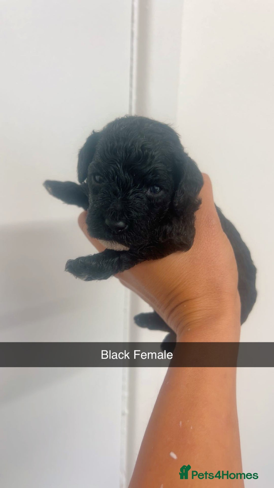 Cockapoo dogs for sale: Beautiful cockapoo family litter  - Image 9