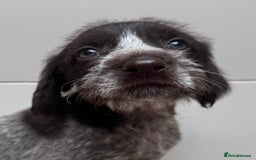 German Wirehaired Pointer dogs for sale: German Wire-haired Pointers of sale - Image 31