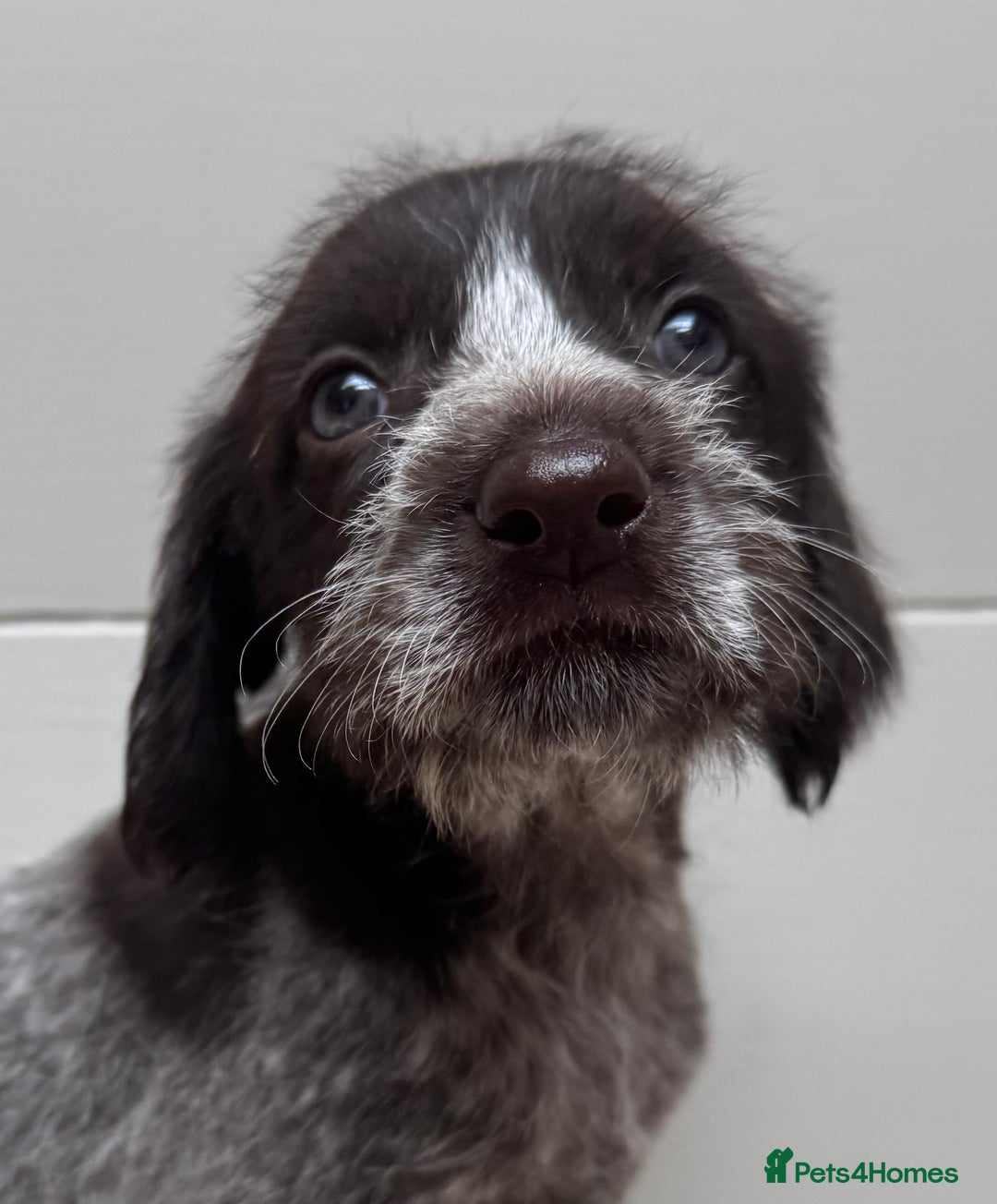 German Wirehaired Pointer dogs for sale: German Wire-haired Pointers of sale - Image 31