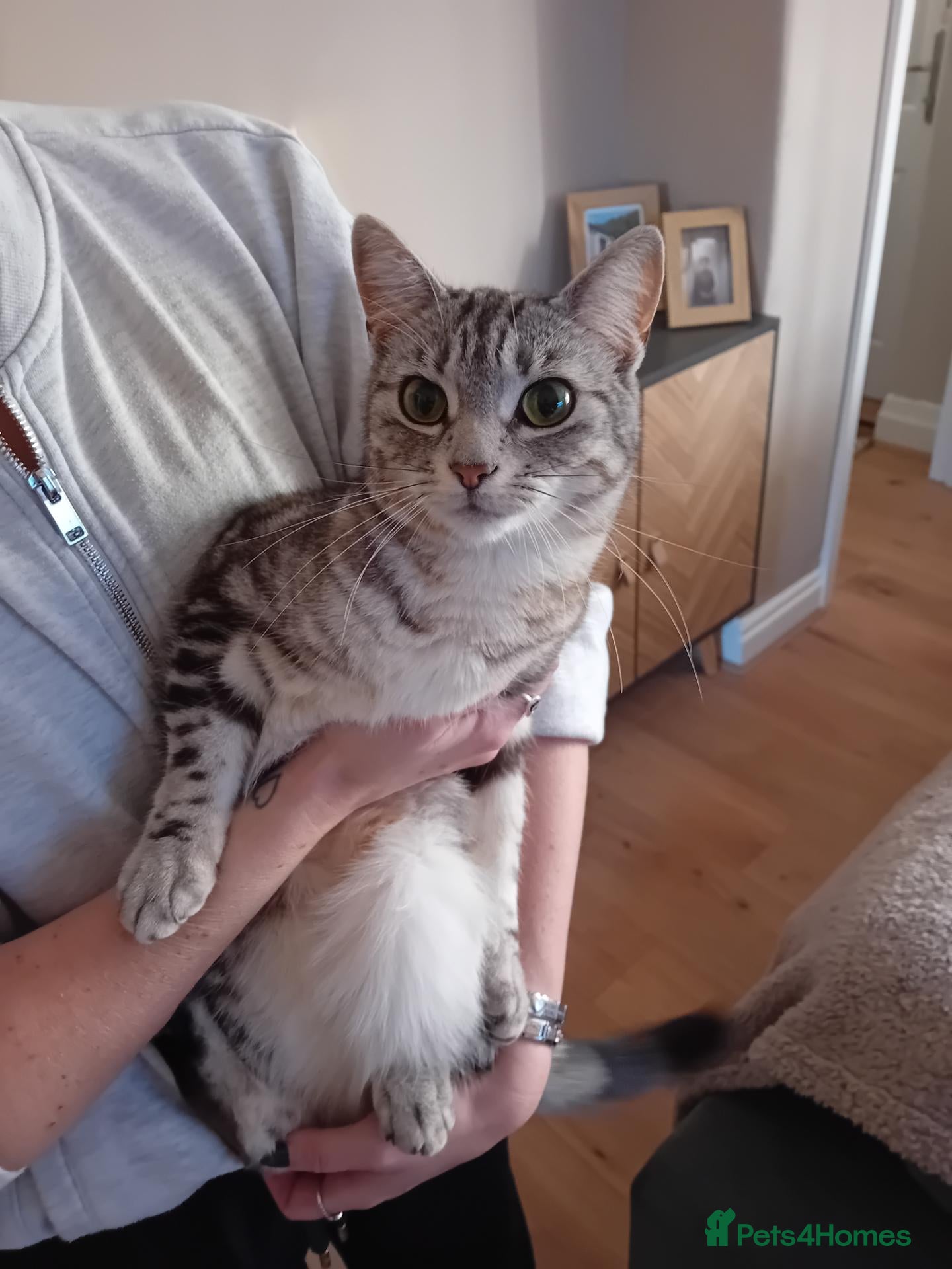 Mixed Breed cats for sale: Female cat  - Advert 8