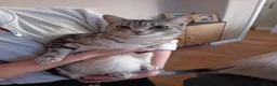 Mixed Breed cats for sale: Free Female cat  - Advert 1