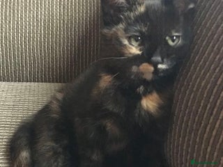 Mixed Breed cats LOVELY KITTENS Only Tortie girl left - Advert 15