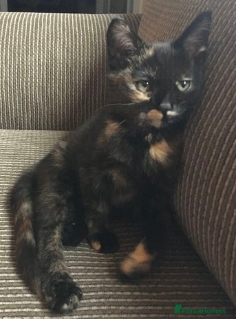 Mixed Breed cats LOVELY KITTENS Only Tortie girl left - Advert 15