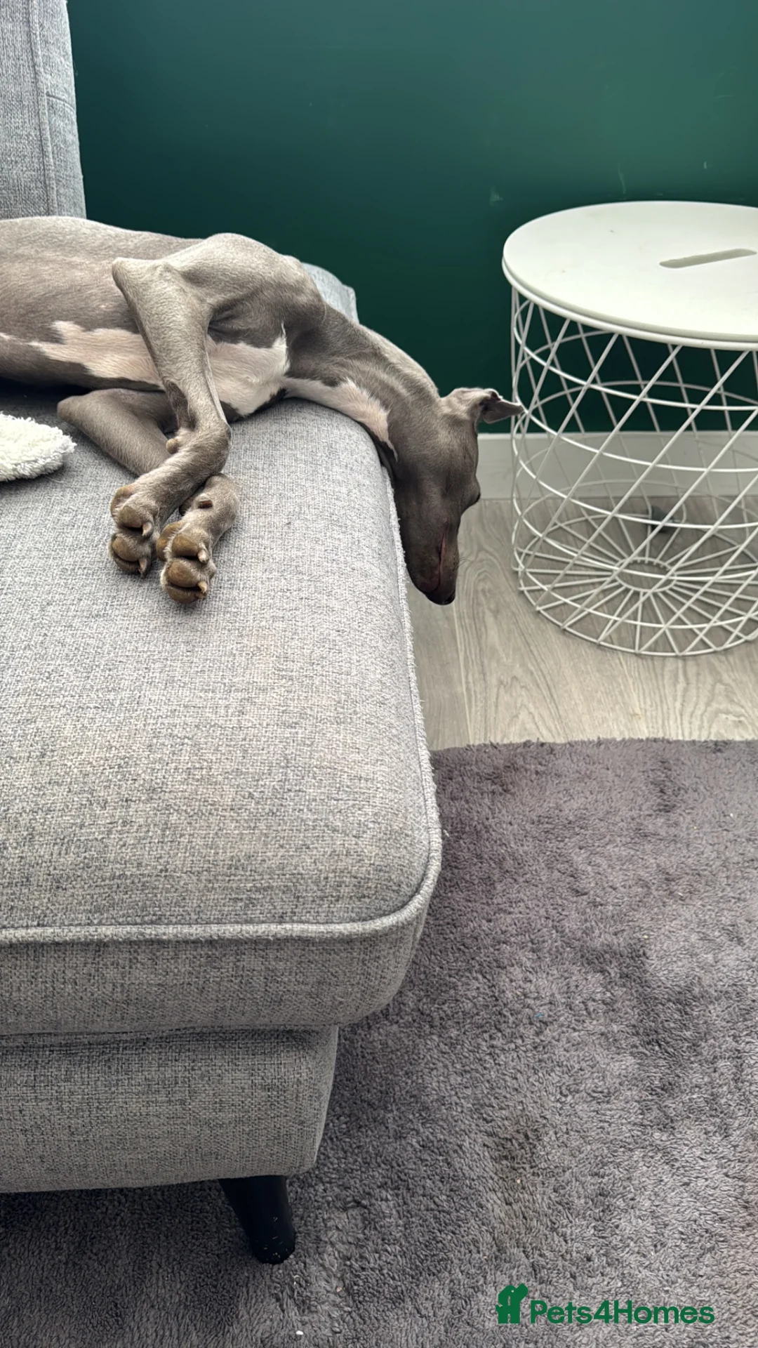 Italian Greyhound dogs for sale: 6/7 month old Italian grey hound in Stevenage - Advert 3